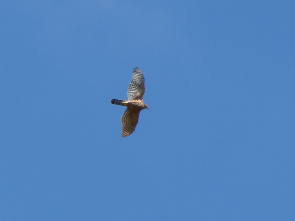 Astore (Accipiter gentilis), giovane